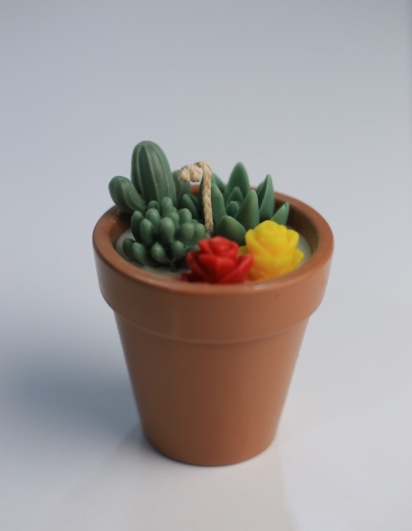 Cactus with flower