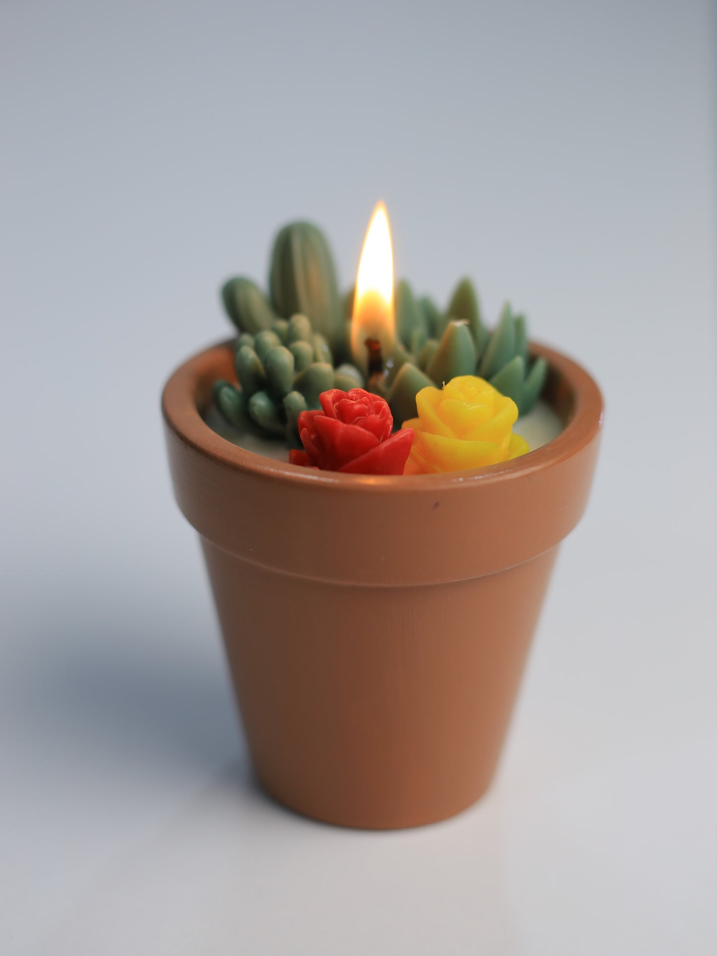 Cactus with flower